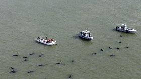 Uvízlé velryby u floridského národního parku Everglades