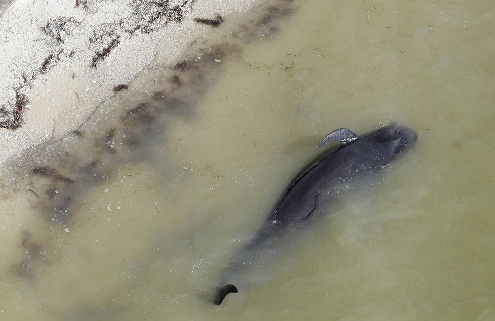 Uvízlé velryby u floridského národního parku Everglades