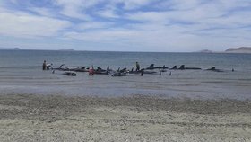 Na mexické pláži uhynulo 20 velryb (květen 2016).