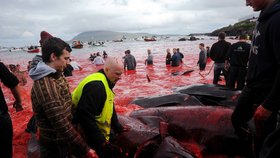 Zabíjení velryb na Faerských ostrovech