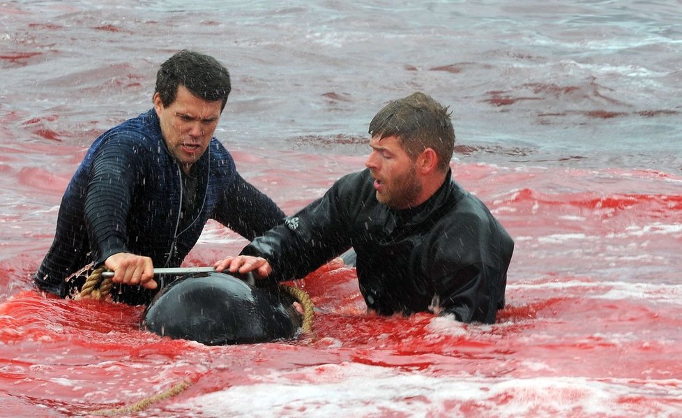 Zabíjení velryb na Faerských ostrovech