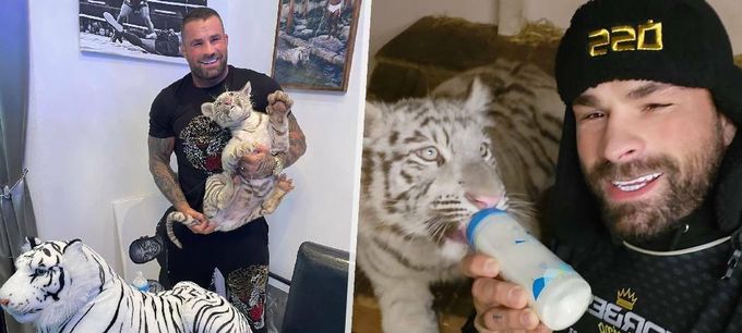 Ministerstvo zabaví Vémolovi tygřici! »Je to člen rodiny,« naříká bijec Ministerstvo zabaví Vémolovi tygřici! »Je to člen rodiny,« naříká bijec