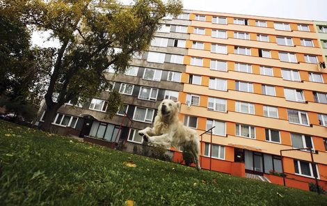 Psi mohou po Praze běhat na volno takřka všude.