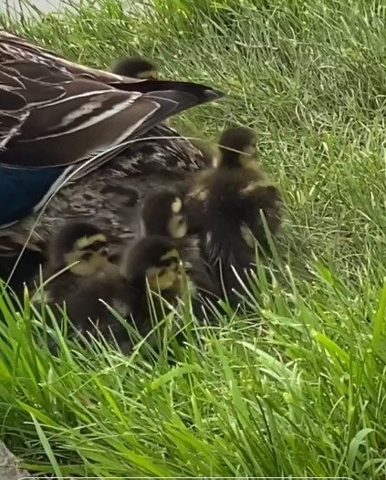 Vendula Pizingerová si natáčela kachňátka u Pilského rybníka