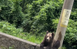 Pizingerová s rodinou na dovolené potkali medvěda! Naštěstí pouze z auta.