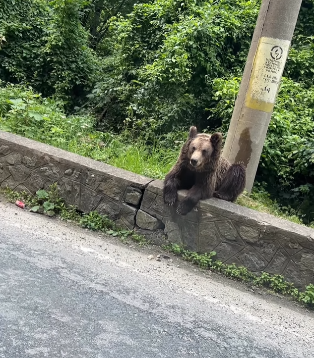 Pizingerová s rodinou na dovolené potkali medvěda! Naštěstí pouze z auta.