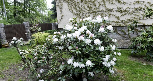 Rododendronu, azalkám i magnólii, kterou dostali manželé před šesti lety jako svatební dar, se tady daří dobře.