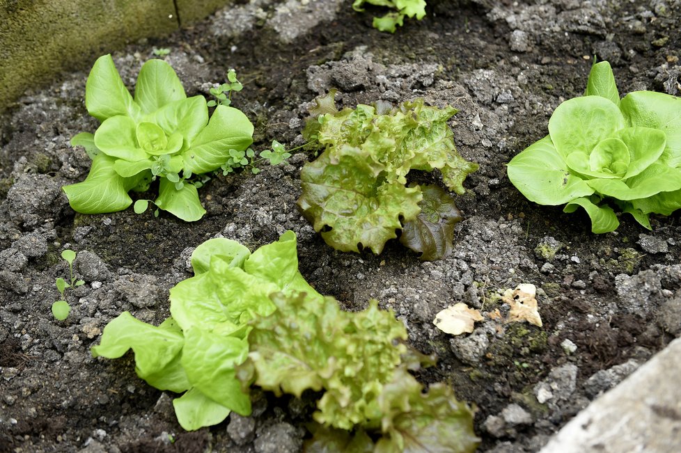 Ve skleníku jsou letos zasazeny saláty a čekají na společnost kedluben.