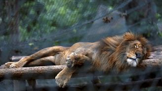 Venezuelská krize: Zvířata v zoo umírají hlady, nemocnice nemají na léky