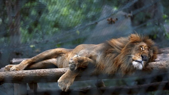 Zvířata v caracasské zoo trpí hlady