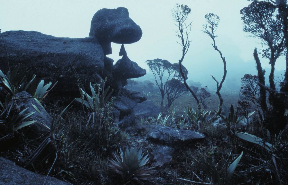 Ztracený svět na vrcholu Roraimy připomínají například kameny zerodované do tvarů pravěkých příšer.