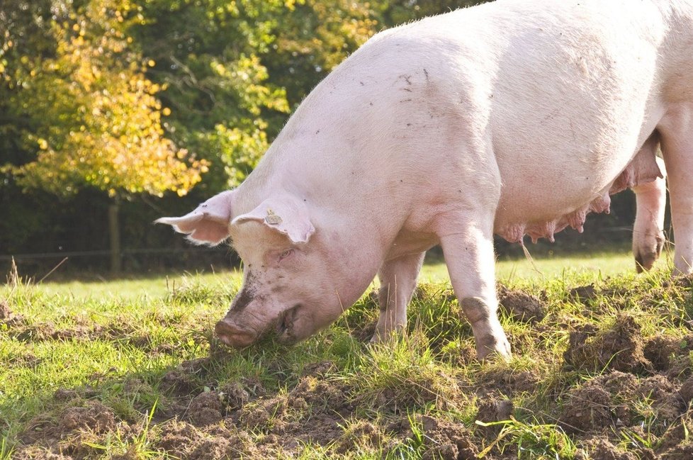 V Česku se chová 1, 5 milionů prasat