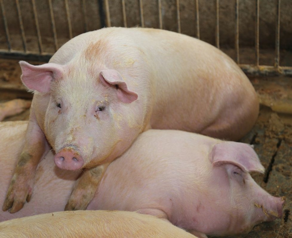 Pivko, rozpálený gril a krkovička – to je pro spoustu z nás ideál letního večera. Jenže poměrně laciné večeři by mohl být brzy konec. Mohou za to ceny vepřového, které letí nahoru.