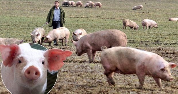 Čeští zemědělci prodávají prasata pod cenou. Drtí je vepřové z dovozu
