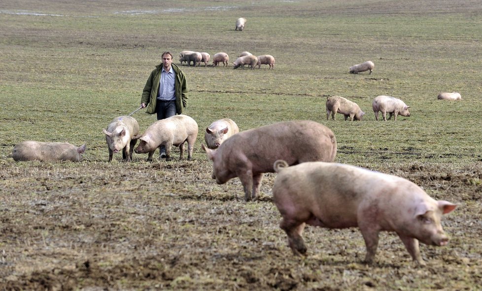 Hostitelem tasemnice dlouhočlenné jsou prasata domácí a divoká