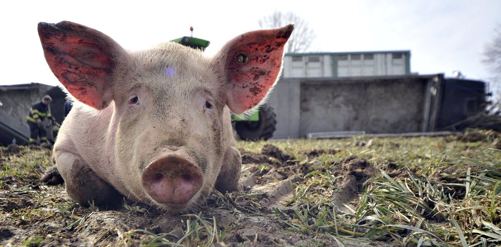 Výkupní ceny vepřového jsou podle chovatelů prasat nízké. Maso z dovozu je navíc prý dotované, což českým zemědělcům vadí.