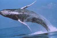 Obrovská velryba umírá u chorvatského pobřeží