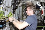 Ve vesmíru si kosmonauti pěstovali salát.