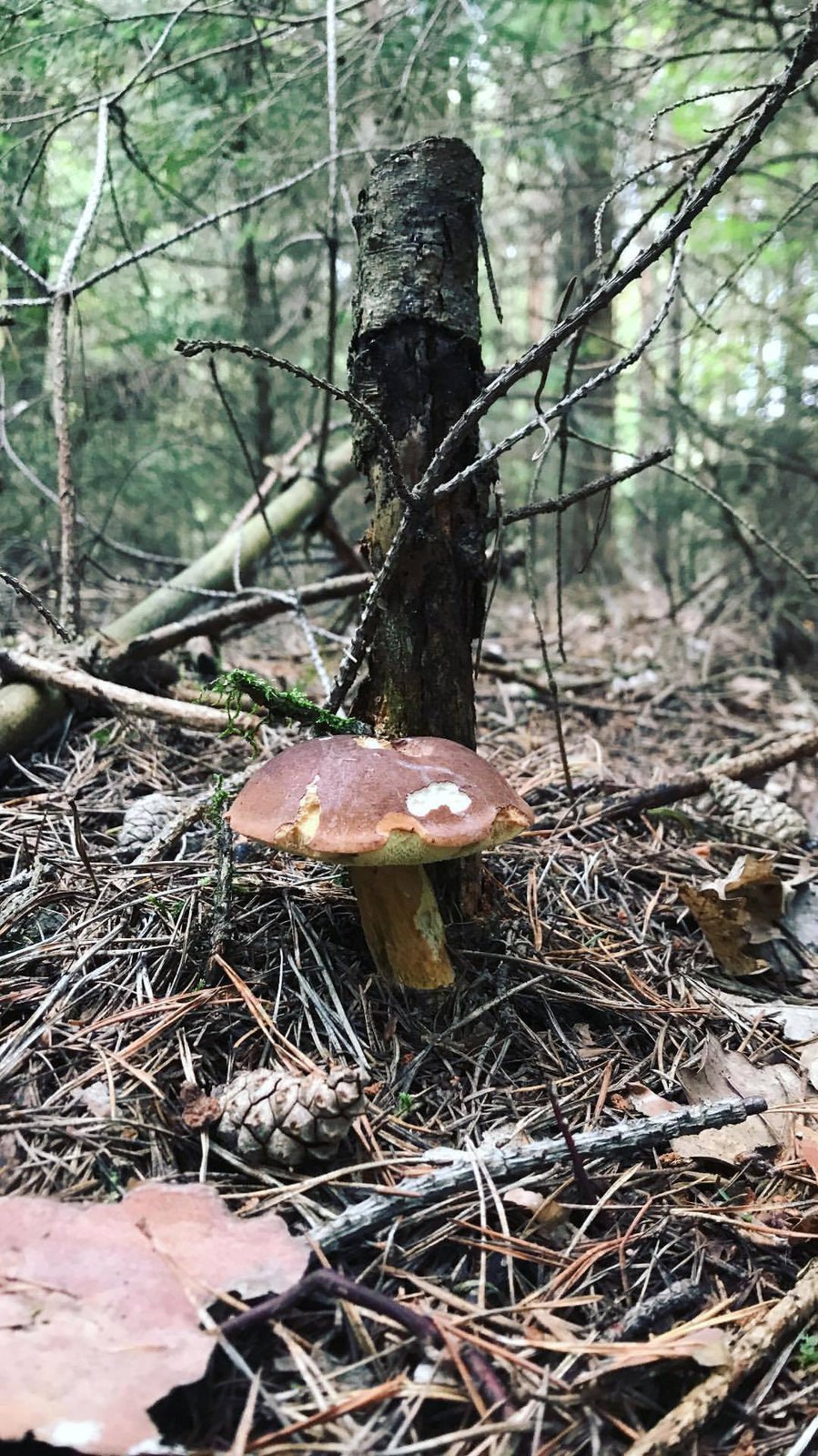 Veronika Kopřivová byla v lese na houbách