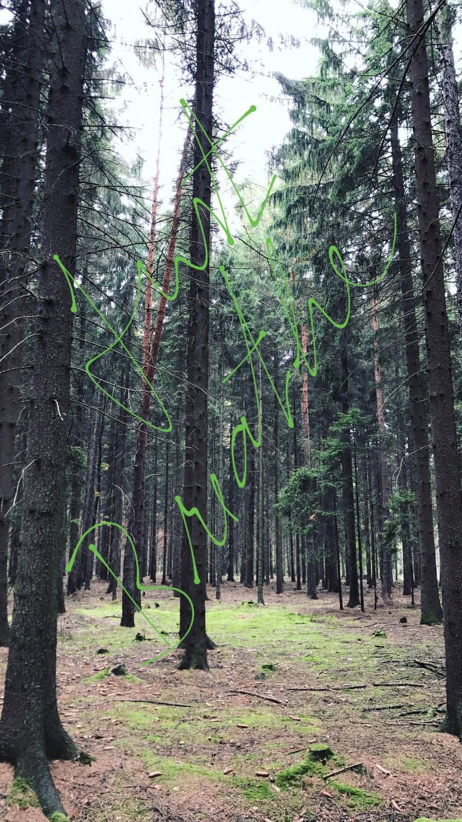 Veronika Kopřivová byla v lese na houbách.