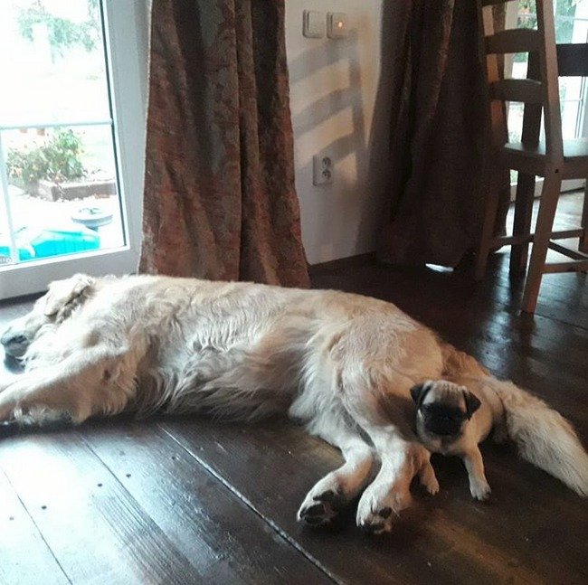 Psi Žilkové, starší labrador Pipo a štěně mops