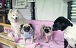 Veronika Žilková má teď doma čtyři psy – Coco, Coffie, Hapoy a Bonny.