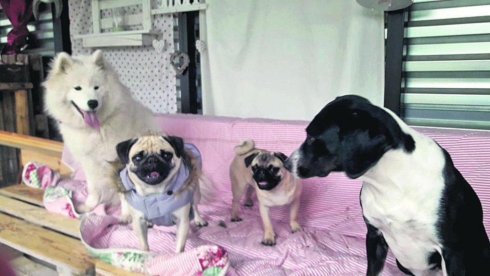 Veronika Žilková má teď doma čtyři psy – Coco, Coffie, Hapoy a Bonny.