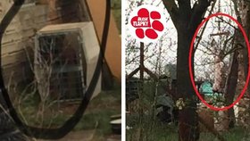 Otřesná zabijačka na jižní Moravě: Majitel stáhl svého psa z kůže!
