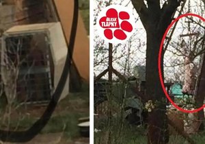 Majitel psa z Veselí nad Moravou svého "miláčka" zabil a stáhl z kůže.