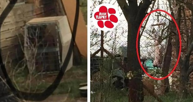 Otřesná zabijačka na jižní Moravě: Majitel stáhl svého psa z kůže!