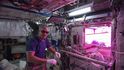 Salát vypěstovaný na vesmírné stanici