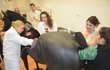 Studenti veteriny v Hradci Králové se učí na unikátní pomůcce