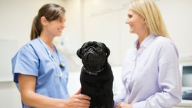 Veterinář by měl vašemu zvířeti věnovat dostatek času a trpělivosti.