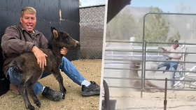 Veterinář kopl koně do hlavy. Po vlně nenávisti byl nalezen mrtvý v jezeře.