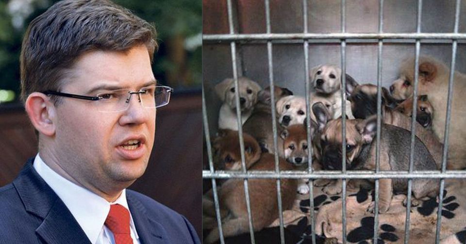 Jiří Pospíšil podá na českého veterináře, který pašoval 42 štěňat, trestní oznámení