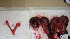 Veterinář zveřejnil fotografii zdravé a zanícené psí dělohy.