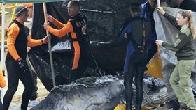 Australští veterináři museli utratit mládě velryby