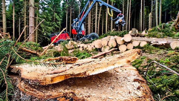Většina dřeva se z České republiky vyváží nezpracovaná. Ministerstvo zemědělství chce tento trend zvrátit a podpořit jeho zpracování tuzemskými firmami.