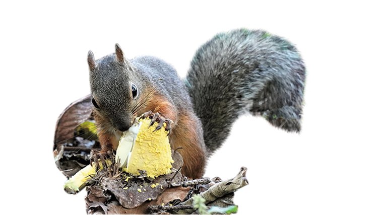 Japonské veverky si pochutnávají i na u nás nerostoucí muchomůrce Amanita flavipes