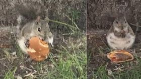 Nadváhou kvůli fast foodům trpí už i zvířata? Video s veverkou pojídající cheesburger baví internet