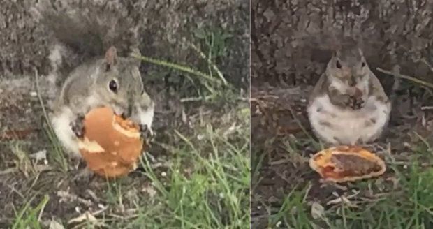 Obyvatelka Floridy natočila veverku, jak se láduje cheesburgerem. Na účet její vypasenosti někteří říkají, že jen čekala mláďátka...