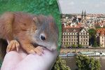 V Praze žije nepočítaně veverek. Podle všeho se jim v metropoli nedaří o nic hůře, než jejich příbuzným v přírodě, byť i ve městě na ně číhá lecjaké nebezpečí.