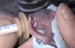 Při jednom kojení mládě vypije necelý milimetr speciální náhražky mléka.