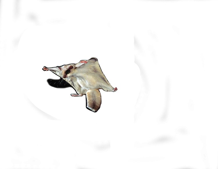 Poletušky dovedou během letu prudce měnit směr, kormidlují ocasem a naklápěním roztažených blan