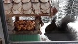 Nečekaný host u krmítka: Místo ptáčků chodí k „výdejnímu okénku“ veverka 