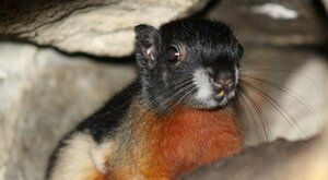 Tajemství prvního mláděte v Zoo Děčín odhaleno! Je to veverka nebo makak?