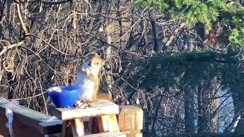 Roztomilá veverka se ztřískala zkvašenými hruškami.