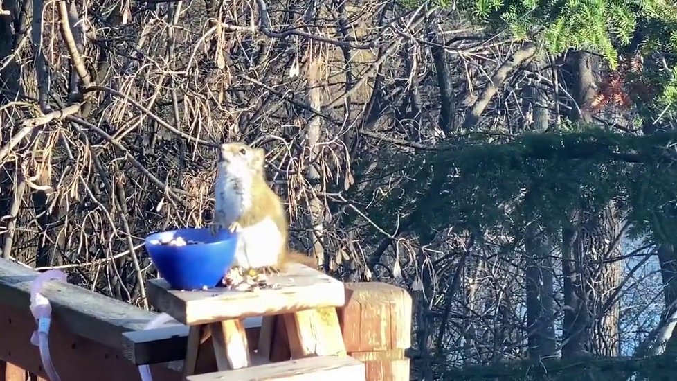 Roztomilá veverka se ztřískala zkvašenými hruškami.