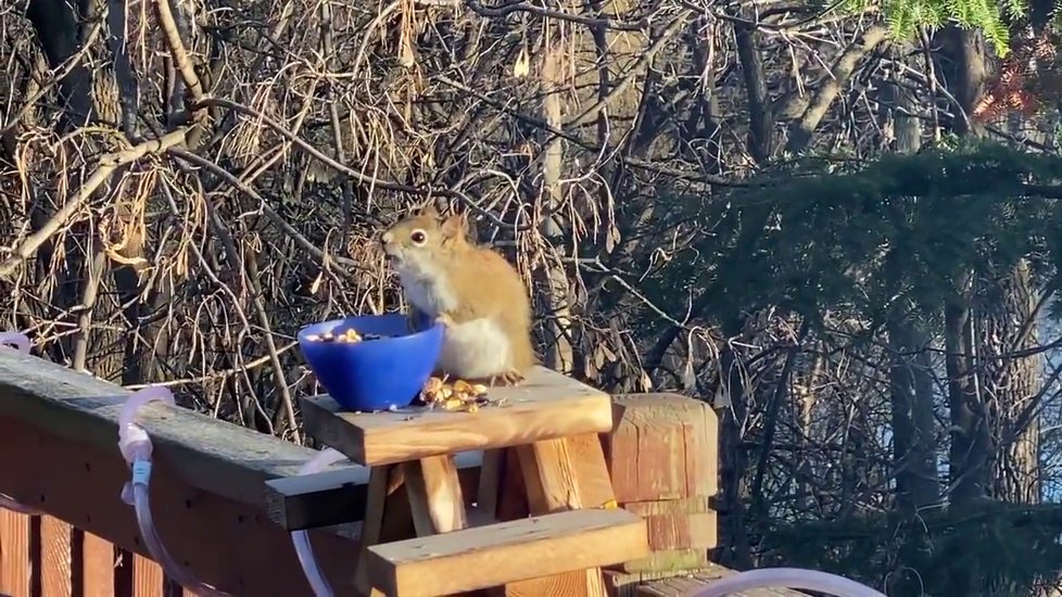 Roztomilá veverka se ztřískala zkvašenými hruškami.