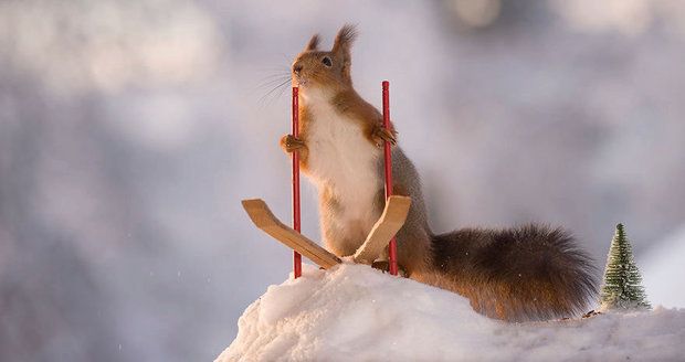 Roztomilé veverky skáčou na lyžích, střílejí z luku a pijí kafe! 
